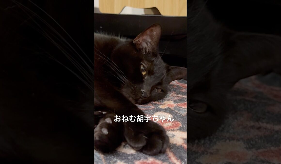 寝落ち５秒前 #cat #猫のいる暮らし #ボンベイ #ねこ #黒猫