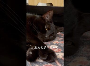 寝落ち５秒前 #cat #猫のいる暮らし #ボンベイ #ねこ #黒猫
