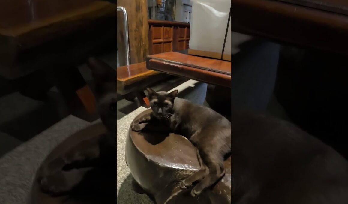 【お寺の猫】ワット パークナムパーシーチャルーン／วัดปากน้ำภาษีเจริญ／Wat Paknam Phasicharoen／11Mar2026  #cat #cute #kitten #猫