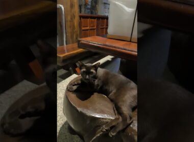 【お寺の猫】ワット パークナムパーシーチャルーン／วัดปากน้ำภาษีเจริญ／Wat Paknam Phasicharoen／11Mar2026  #cat #cute #kitten #猫