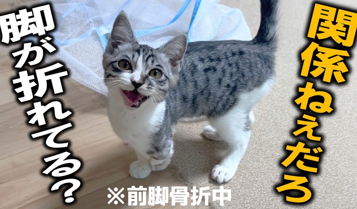 脚を骨折した子猫ゴロー、手術前なのに部屋を走り回ってるんだけど…これ大丈夫？