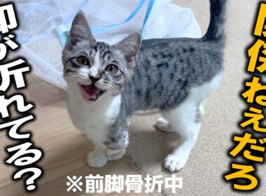 脚を骨折した子猫ゴロー、手術前なのに部屋を走り回ってるんだけど…これ大丈夫？