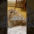 2026/03/12今日のかしちゃん #猫 #ペルシャ #カシス #cat #猫のいる暮らし