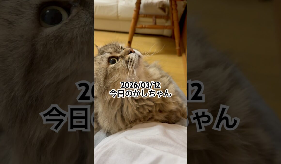 2026/03/12今日のかしちゃん #猫 #ペルシャ #カシス #cat #猫のいる暮らし