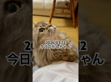 2026/03/12今日のかしちゃん #猫 #ペルシャ #カシス #cat #猫のいる暮らし