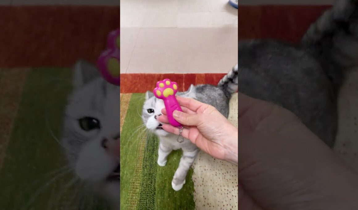 ライトを見ると豹変する兄猫が可愛い過ぎる