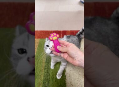 ライトを見ると豹変する兄猫が可愛い過ぎる