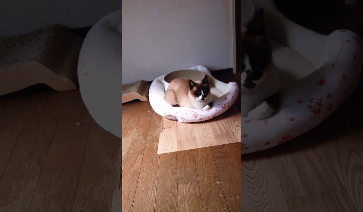 シャム猫さんの朝🐔#猫 #ねこ #cat #Shorts