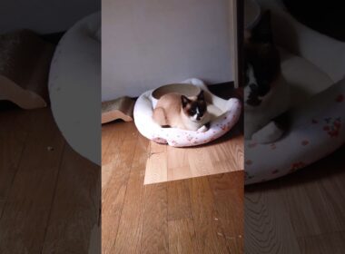 シャム猫さんの朝🐔#猫 #ねこ #cat #Shorts