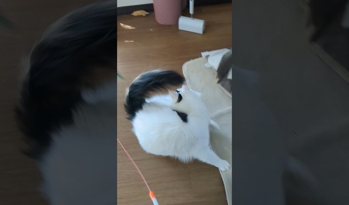 ターキッシュバンは毎日のアクティブな遊びが欠かせません(20260312) #shorts​