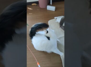 ターキッシュバンは毎日のアクティブな遊びが欠かせません(20260312) #shorts​