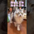 朝大型猫に挨拶をした時のメインクーンの鳴き声。お腹のポテポテをいじりすぎて不機嫌になる#short