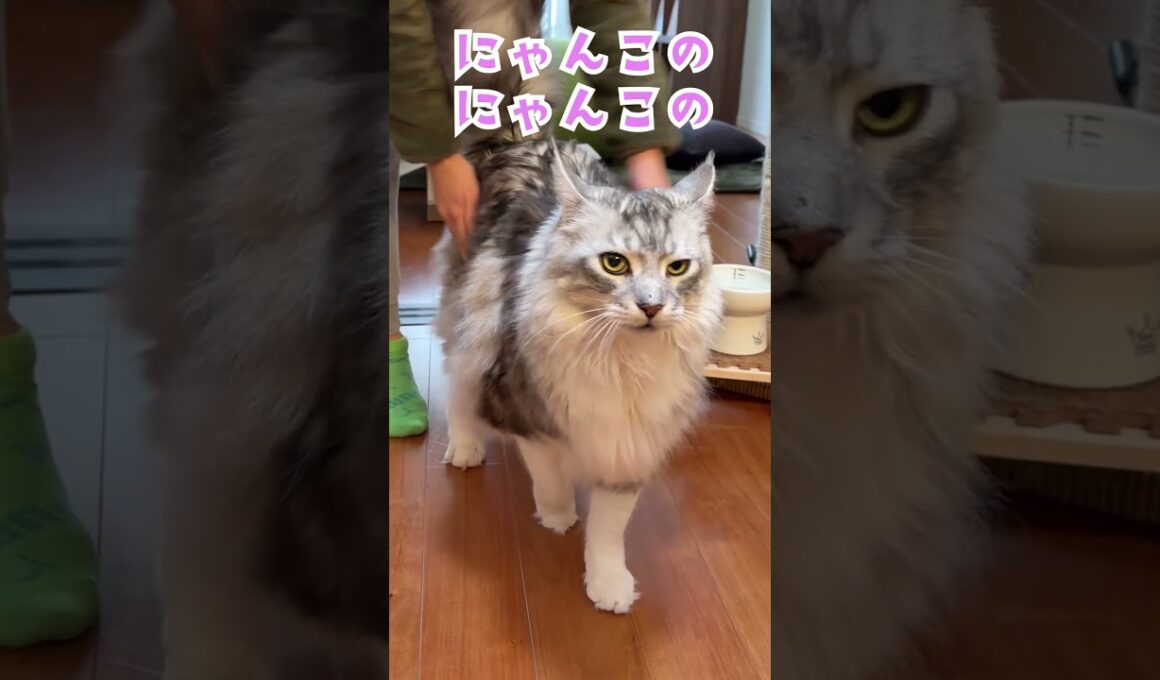 朝大型猫に挨拶をした時のメインクーンの鳴き声。お腹のポテポテをいじりすぎて不機嫌になる#short