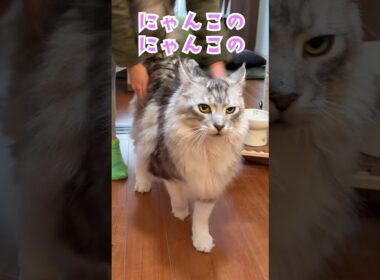朝大型猫に挨拶をした時のメインクーンの鳴き声。お腹のポテポテをいじりすぎて不機嫌になる#short