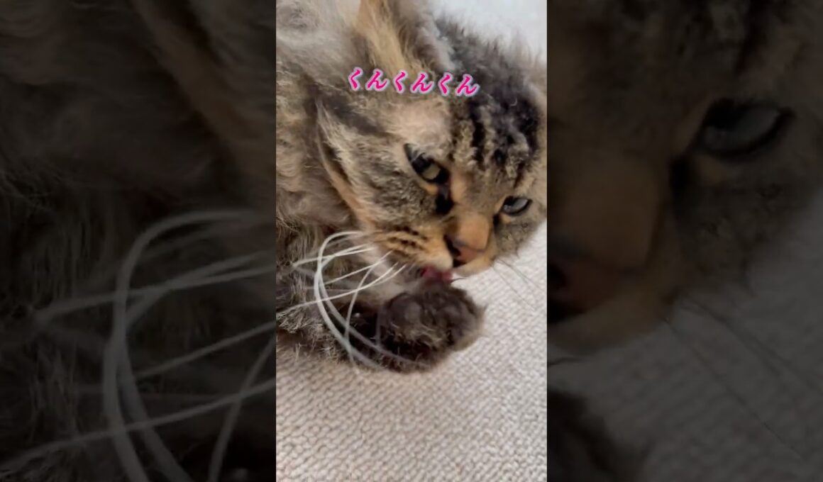 【毛づくろい】夜ごはん後のまったりな猫くうちゃん#スクーカム #cat #猫好きさんと繋がりたい #猫のいる生活