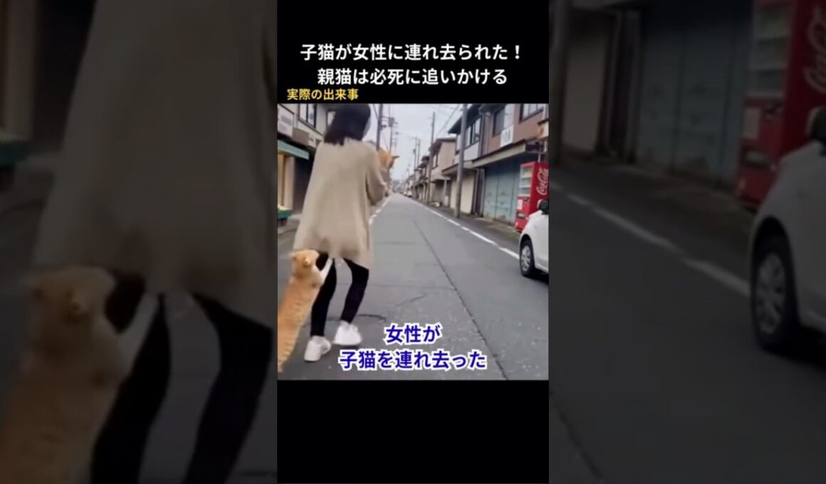 子猫が女性に連れ去られた！親猫は必死に追いかける #保護猫 #猫動画