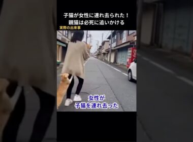 子猫が女性に連れ去られた！親猫は必死に追いかける #保護猫 #猫動画