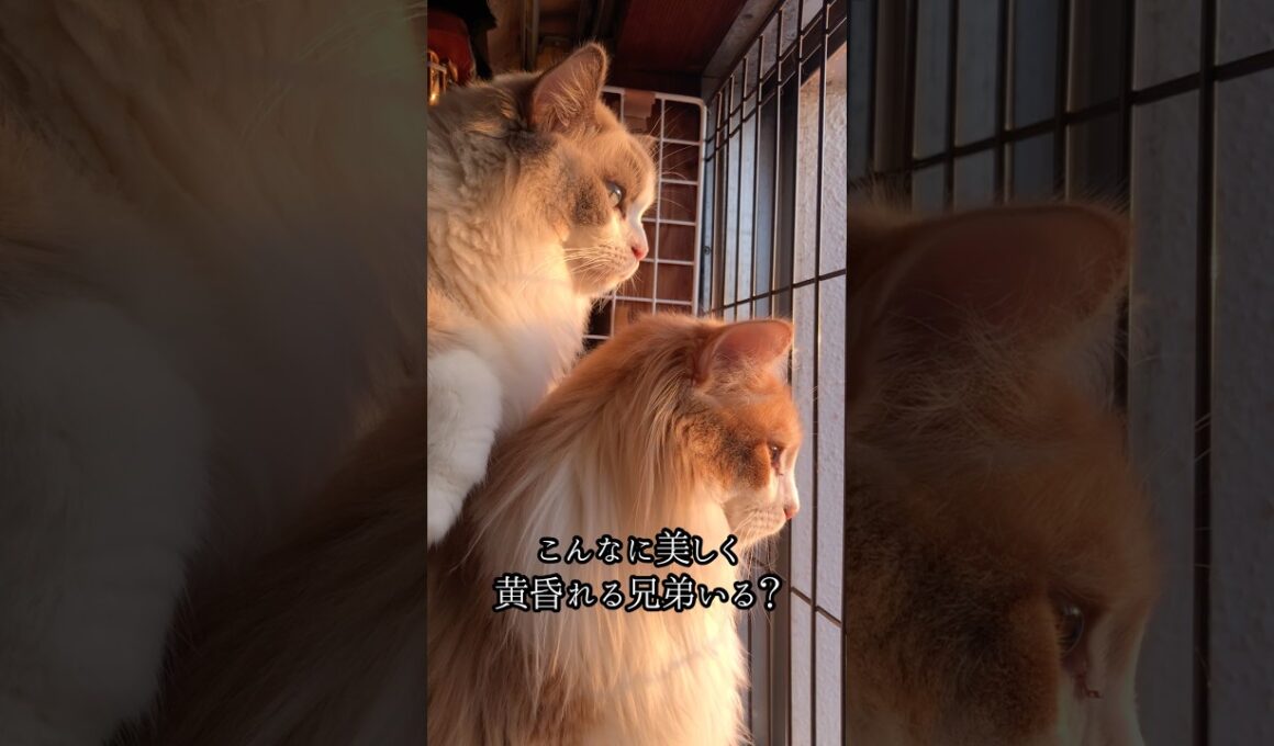 こんなに美しく黄昏れる猫いる？#shorts#ラグドール#メインクーン