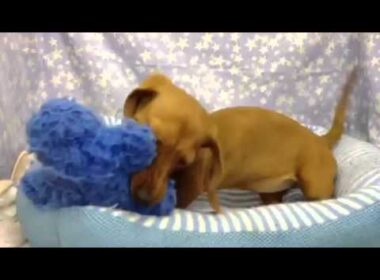 ペットショップCoo&RIKU長岡店　NO.268878 Ｍ・ダックスフンド　スムースヘアー