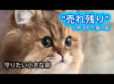 "売れ残り"と呼ばれた猫｜ペットショップで出会ったペルシャ猫