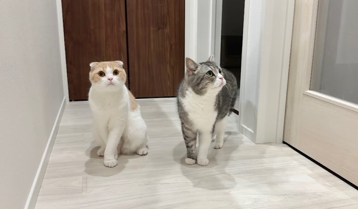 可愛がってた子猫が入院したら先輩猫たちが一晩中探し回ってこうなっちゃいました…