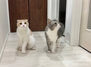 可愛がってた子猫が入院したら先輩猫たちが一晩中探し回ってこうなっちゃいました…