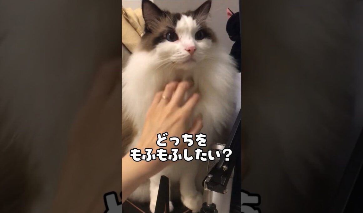 あなたならどっちをモフる？🐈｜トイガー&ラグドール　#トイガー #ラグドール #catshorts　#猫のいる暮らし #catfunny