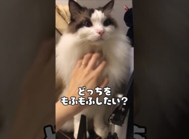 あなたならどっちをモフる？🐈｜トイガー&ラグドール　#トイガー #ラグドール #catshorts　#猫のいる暮らし #catfunny