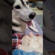 子猫が大好きで嬉しくてしかたないハスキー犬がこちら...笑#shorts