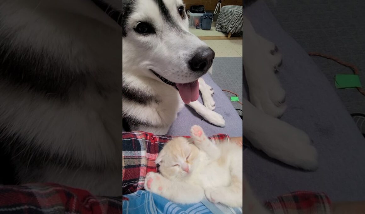 子猫が大好きで嬉しくてしかたないハスキー犬がこちら...笑#shorts