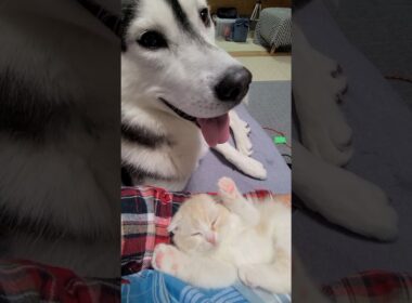 子猫が大好きで嬉しくてしかたないハスキー犬がこちら...笑#shorts