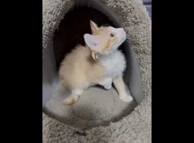 ラパーマ 可愛い男の子