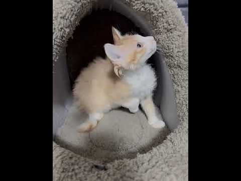 ラパーマ 可愛い男の子