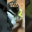 おもちゃのバナナがお気に入りな子猫🐾 #11／280gの保護猫べべちゃん／小さな命の成長記録 #猫 #子猫 #子ネコ