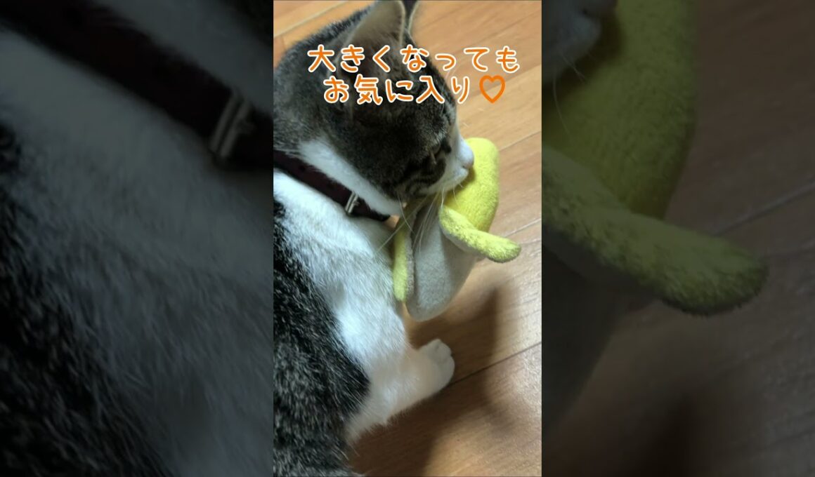 おもちゃのバナナがお気に入りな子猫🐾 #11／280gの保護猫べべちゃん／小さな命の成長記録 #猫 #子猫 #子ネコ