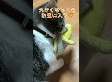 おもちゃのバナナがお気に入りな子猫🐾 #11／280gの保護猫べべちゃん／小さな命の成長記録 #猫 #子猫 #子ネコ