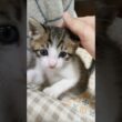 このあとまさかの出来事が😺💦 #kitten #好きな子猫 #子ネコ #cat #cute #猫のいる暮らし #kitty #保護猫