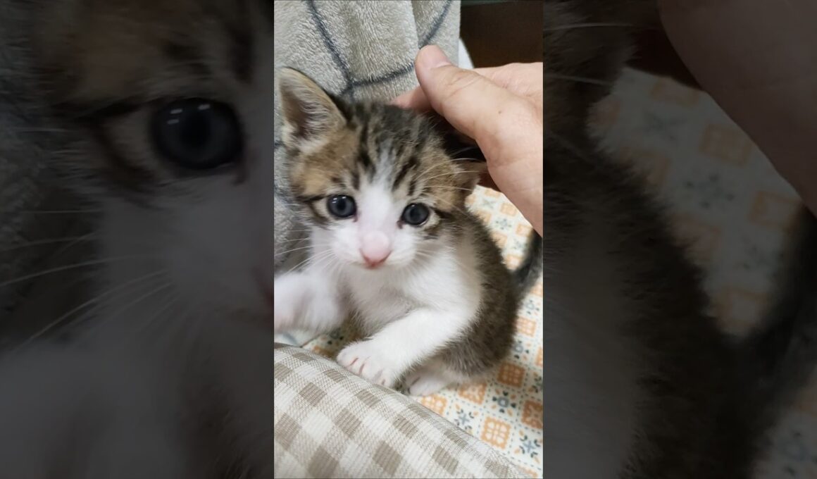 このあとまさかの出来事が😺💦 #kitten #好きな子猫 #子ネコ #cat #cute #猫のいる暮らし #kitty #保護猫