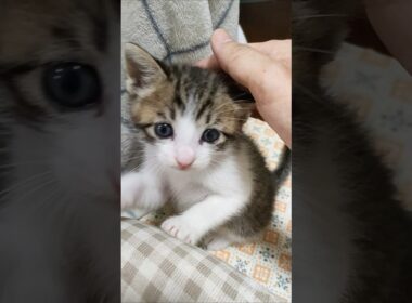 このあとまさかの出来事が😺💦 #kitten #好きな子猫 #子ネコ #cat #cute #猫のいる暮らし #kitty #保護猫