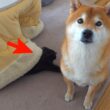 子猫が狩りの練習⁉︎相手に選ばれたのが柴犬ハチでした。。
