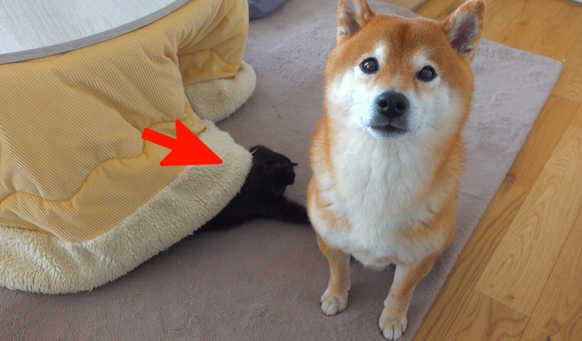 子猫が狩りの練習⁉︎相手に選ばれたのが柴犬ハチでした。。