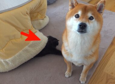 子猫が狩りの練習⁉︎相手に選ばれたのが柴犬ハチでした。。