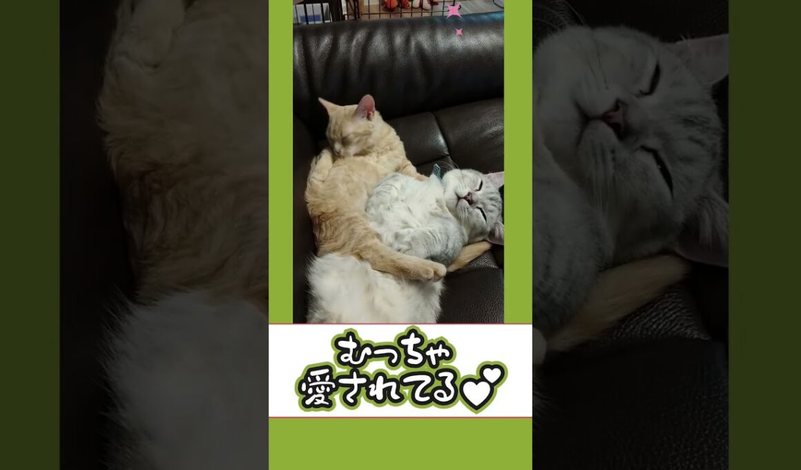 【ぽっちゃん家】仲良し猫　vol.32  #猫 #cat #funny#shorts