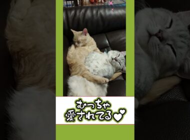 【ぽっちゃん家】仲良し猫　vol.32  #猫 #cat #funny#shorts