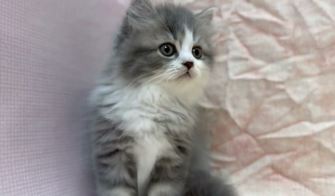 ラガマフィン🐱(2025/12/20生)