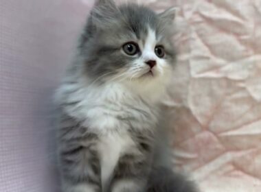 ラガマフィン🐱(2025/12/20生)