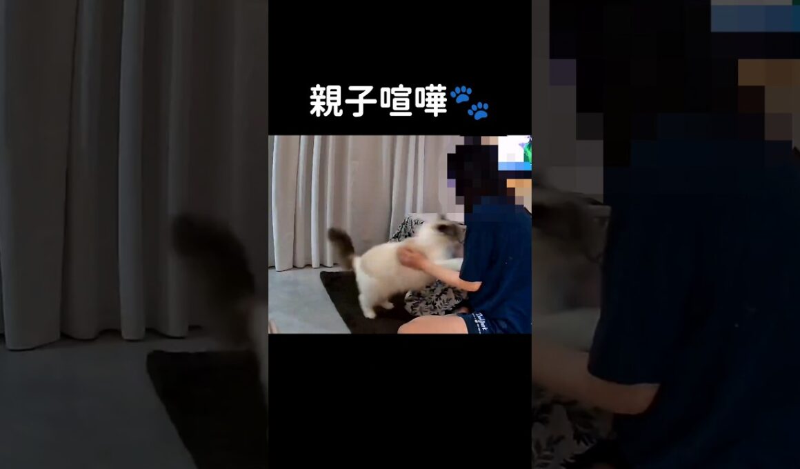 抱っこから降ろしたら高確率で怒りん坊が現れる🐱(母にだけ) #shorts #猫 #子猫 #ラグドール #甘えん坊猫 #ぬいぐるみ猫