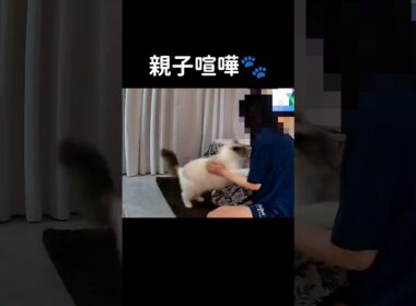 抱っこから降ろしたら高確率で怒りん坊が現れる🐱(母にだけ) #shorts #猫 #子猫 #ラグドール #甘えん坊猫 #ぬいぐるみ猫