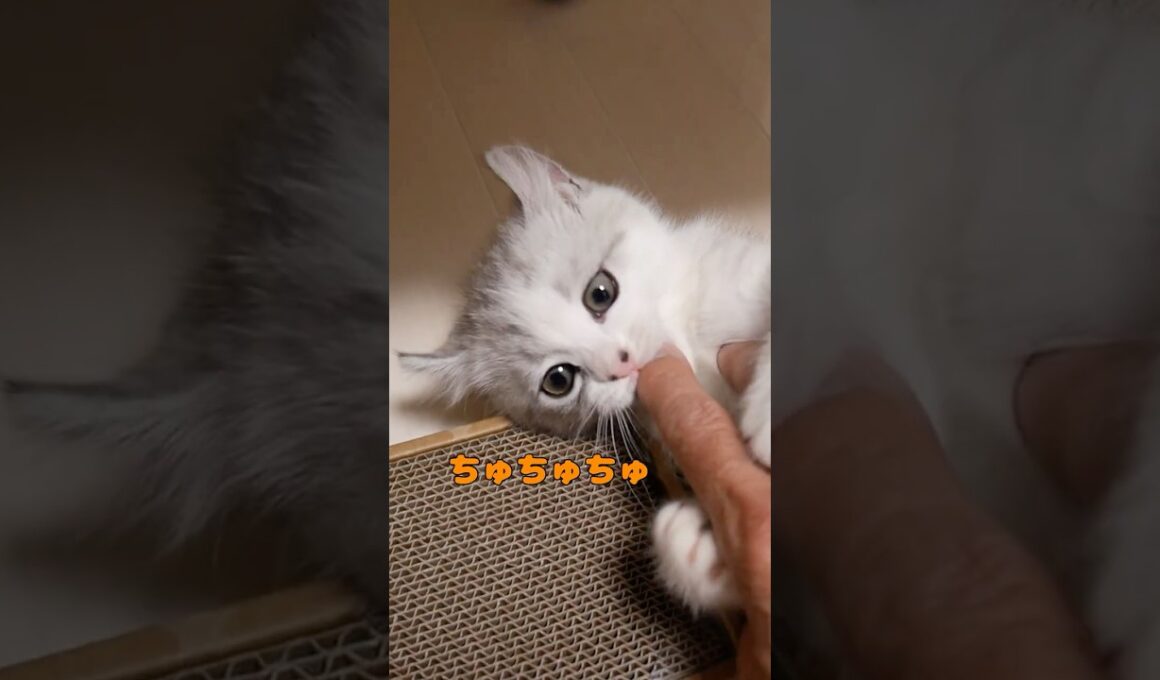 ６年前の兄猫はママの指で甘えたいようで・・・