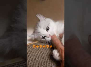 ６年前の兄猫はママの指で甘えたいようで・・・